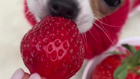 🍓 #Chihuahua #chihuahualove