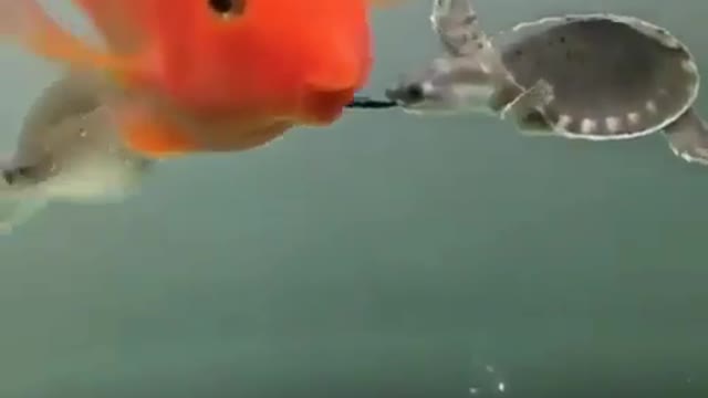 Water fish and octopus funny video