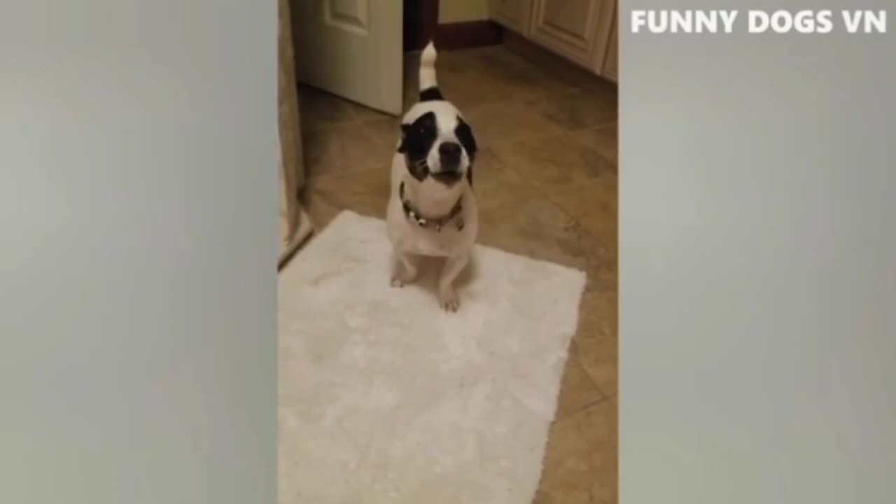 Funny animals around Street