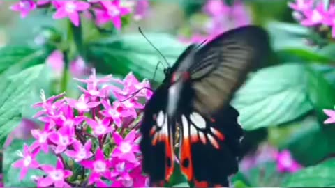 BUTTERFLY 4K WHATSAPP STATUS 😘😘😍