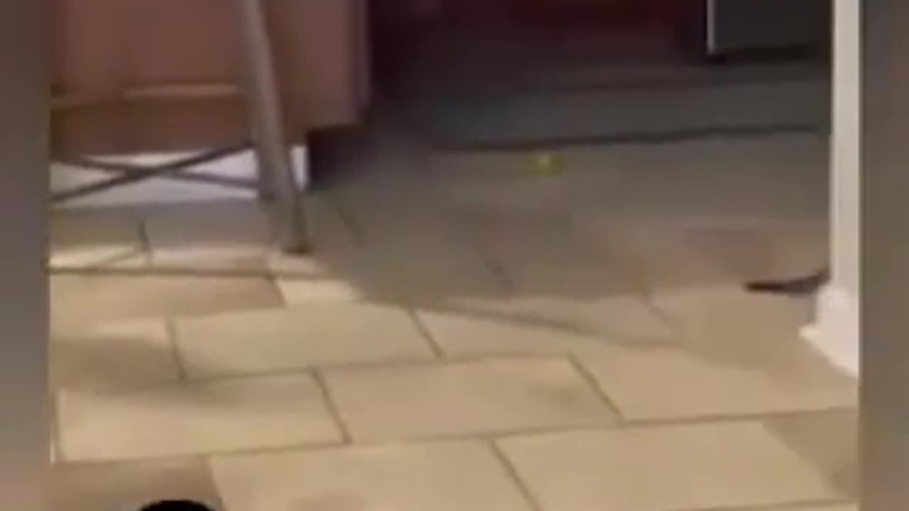 Best Funny Animal Videos Of The 2023