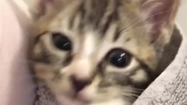 A cat that has just been washed should be wrapped in a towel