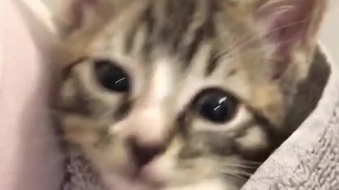 A cat that has just been washed should be wrapped in a towel