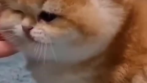 Cute cats 😍😍😍