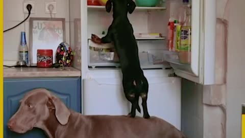 This is why I am a dog person! 😂🐾