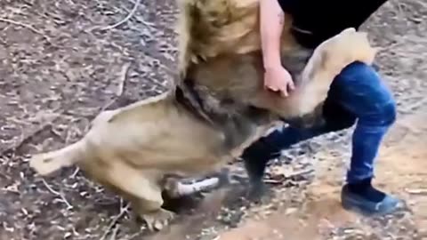 Lion love // loin video