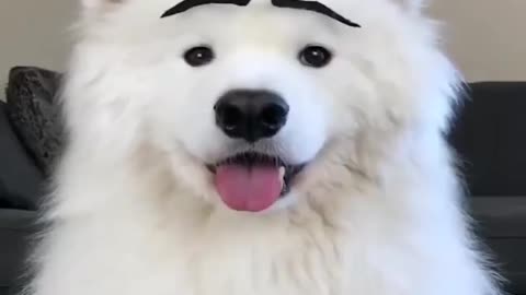 Funny Cat video