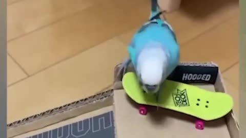 funny cute parrot skiing