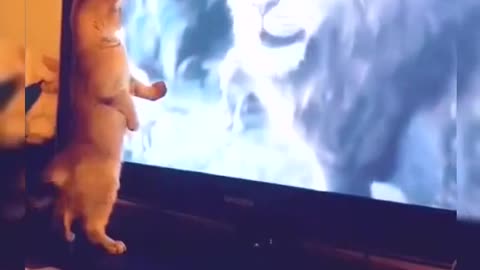 Crazy cats must Watch.