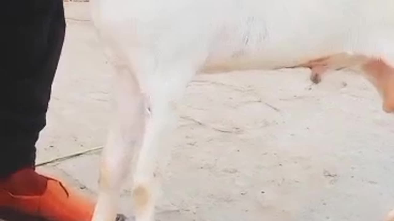 Animal goat cheese