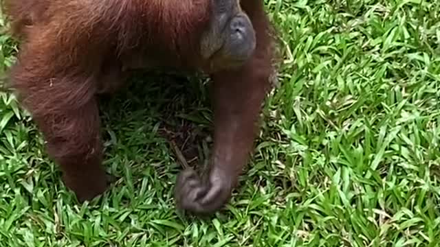 Orangutan models sunglasses