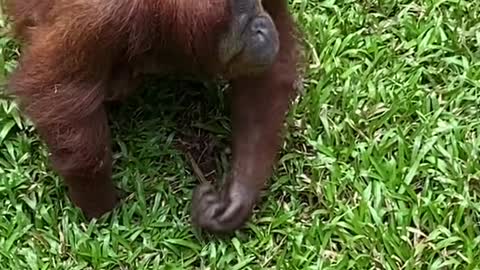 Orangutan models sunglasses