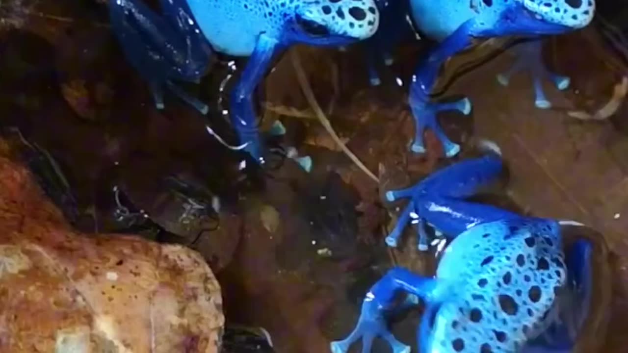 Blue poison dart frog tiny but letha