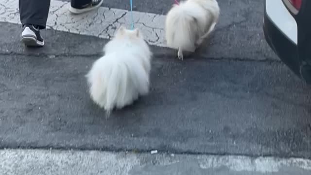 walking cotton candy