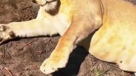 Lion Playing Fetch! AMAZING