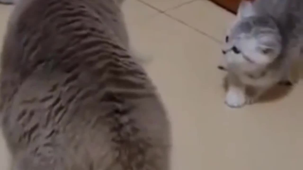 Angry cat