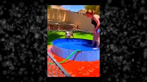 The Best Funny Cute and Doge Compilation #16