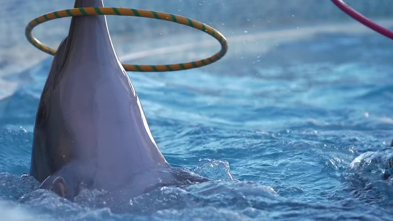 dolphins playing hula hoop