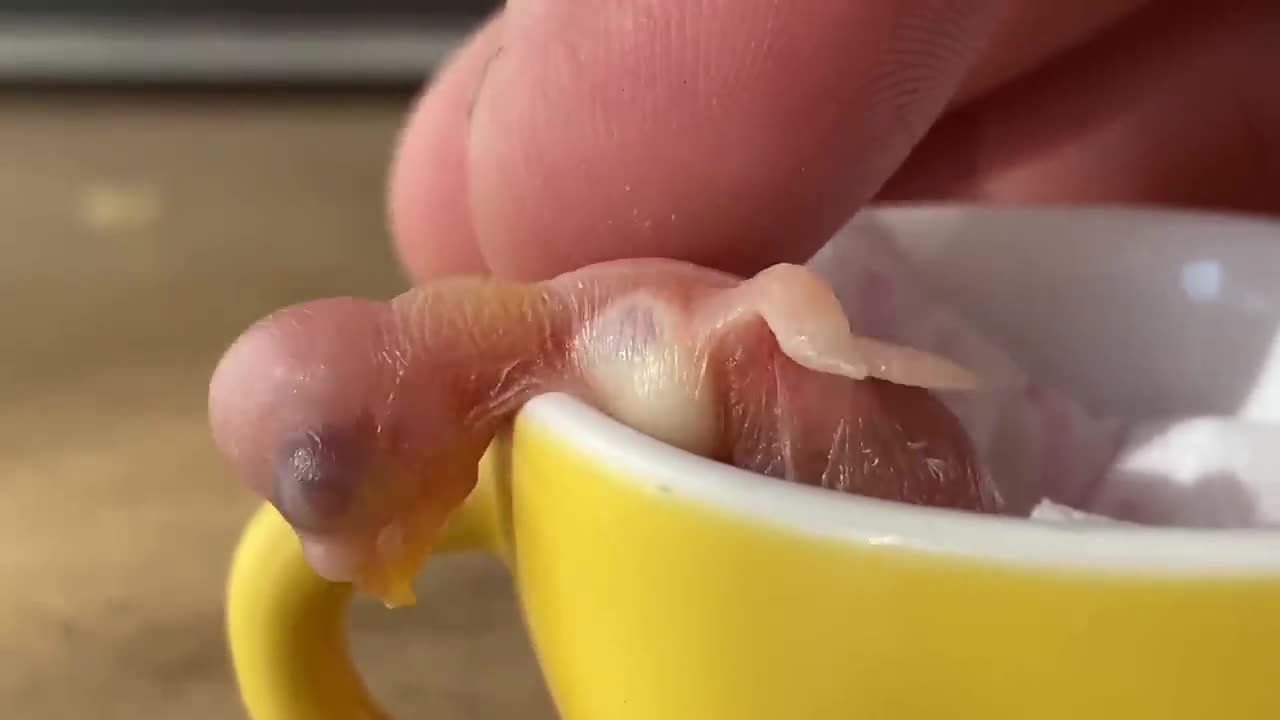 The Smallest Parrot you have ever Seen - Tiny egg hatching