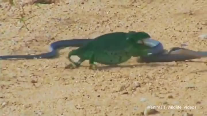 Chameleon versus boa constrictor...