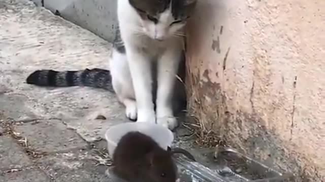 Brave rat on the cat