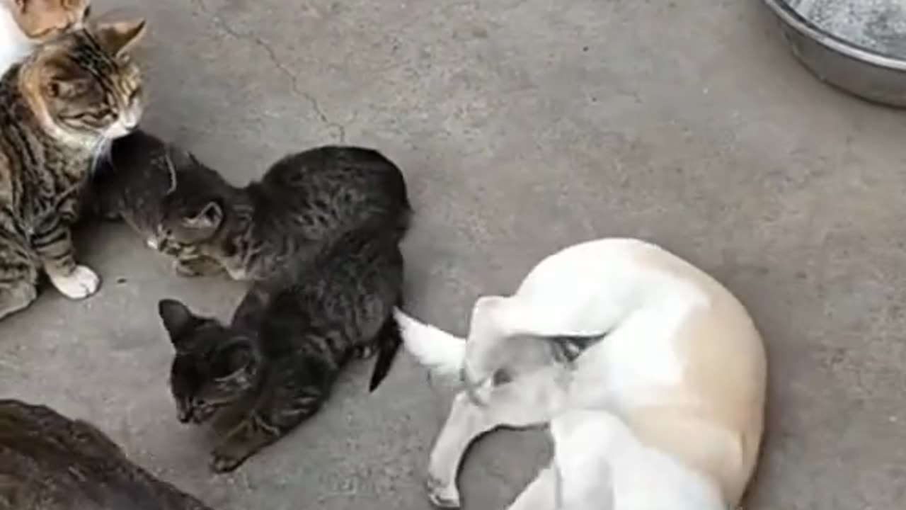 Puppy trying to be baby cat