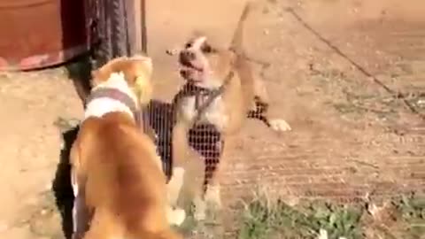 DOGS VS LION