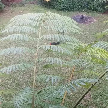 18.9.2024 More Bruce...