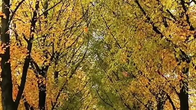 #fourseasons #spring #Summer #autumn #winter #tree #theleaves #foryou #tiktok #beauty #scenery