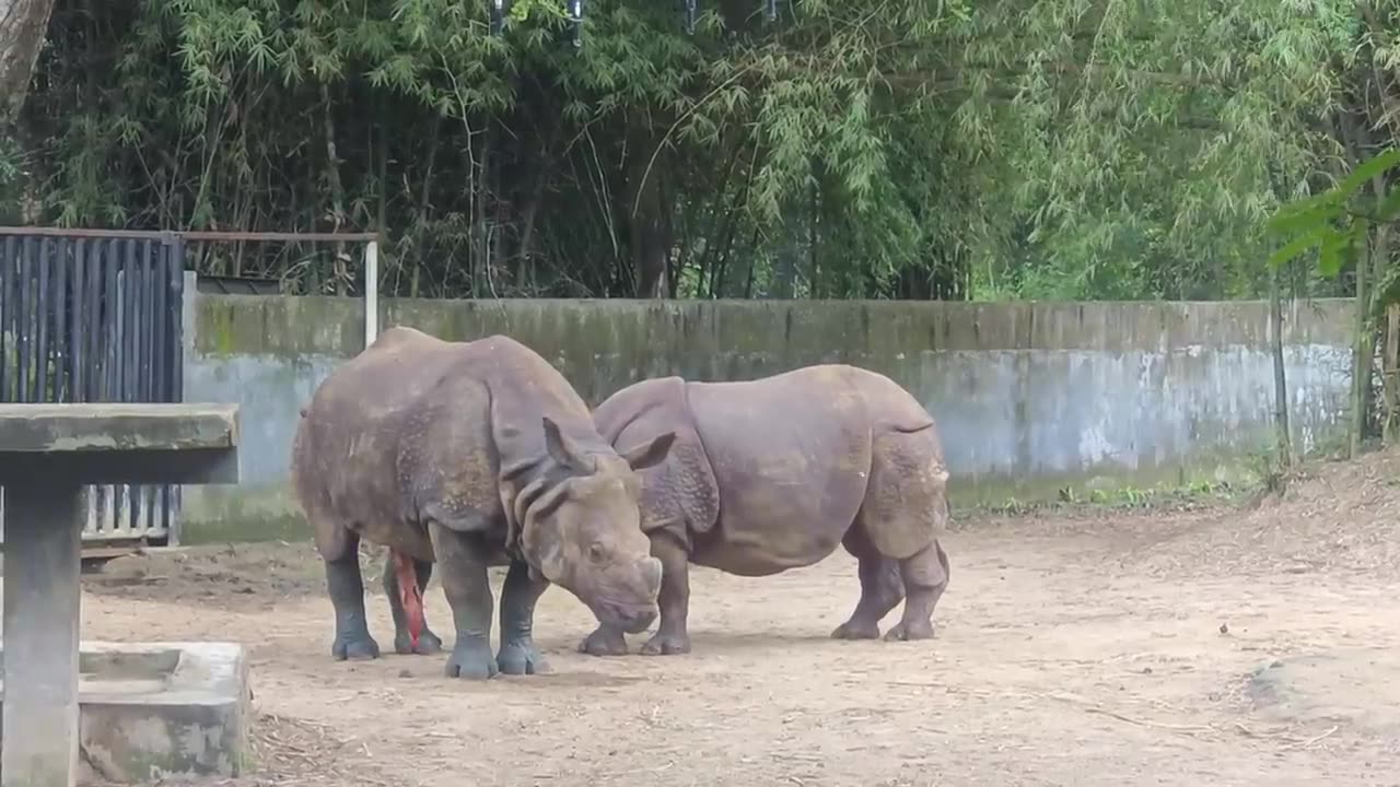 Two rhinos meeting and enjoying the time