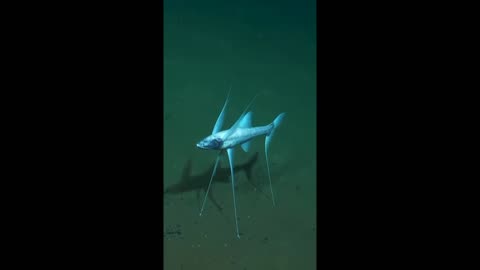 Have🤔You Ever👀Seen A Tripod🐟Fish❓