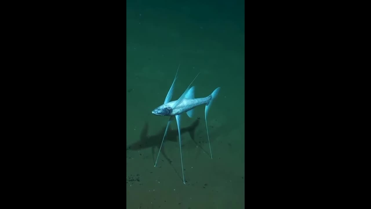 Have🤔You Ever👀Seen A Tripod🐟Fish❓
