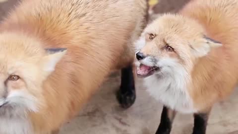 Because they can't get food, the super aggrieved little fox