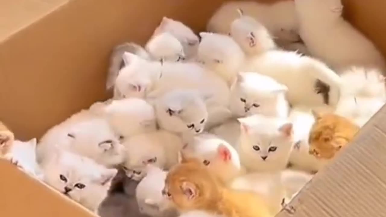 See the order for cute kittens has arrived. Let's open the surprise box 🐈🥰