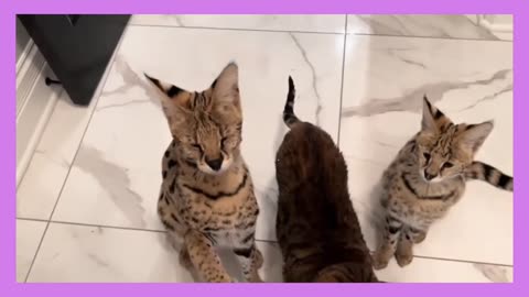 New funny animals 2023 🤣 funniest cats and dogs videos # port 13 # funny animals 2023