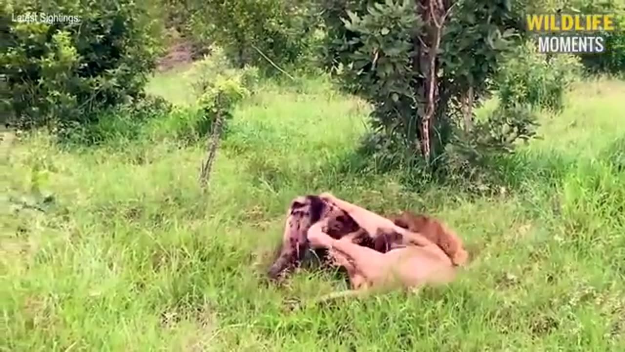 45 Painful Last Moments Of Wild Animals - Wildlife Moments