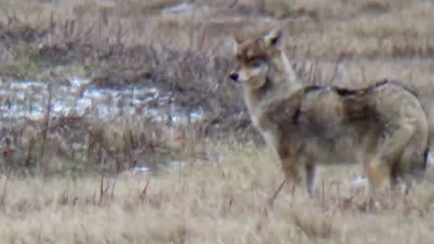 Coyote