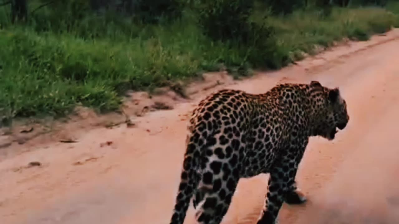 Incredible Encounter: Brave Encounter with a Leopard on the Prowl!