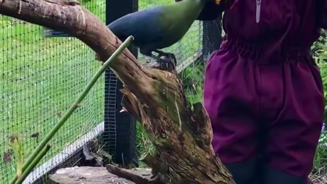 girl feeding amazing tame white cheeked turaco