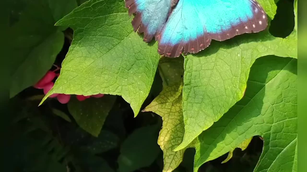 Blue morpho