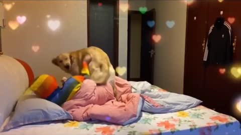 Baby Dogs - Cute and Funny Dog Videos Compilation #25 _ Aww Animals