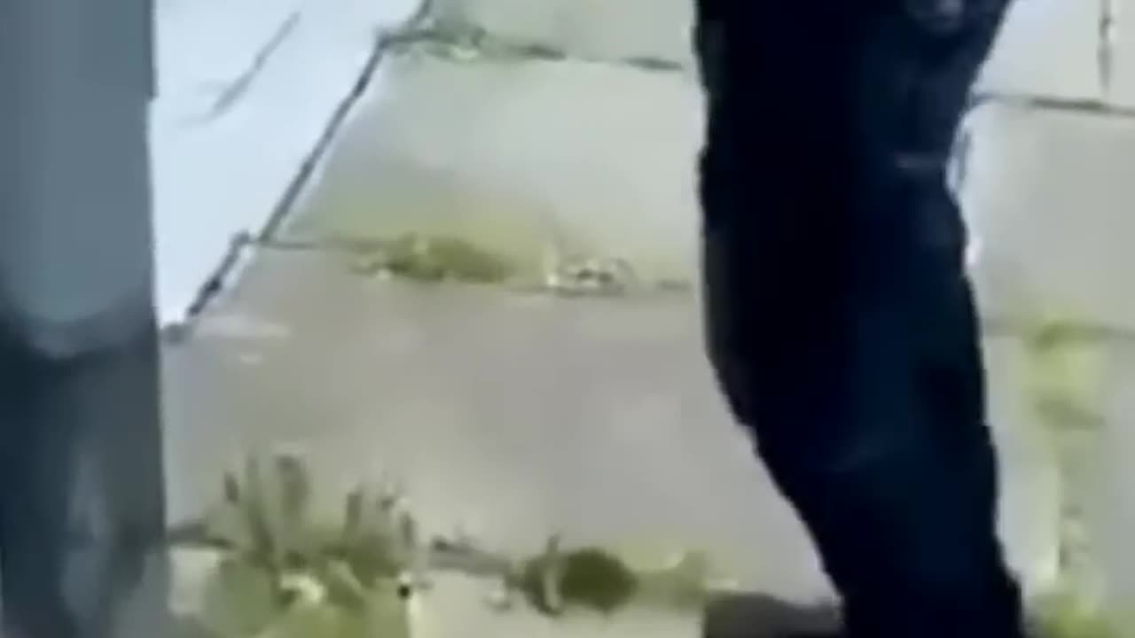 Funny cats || Best Funny Animals #shorts of 2023 #58