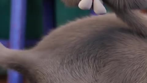 If cat could speak