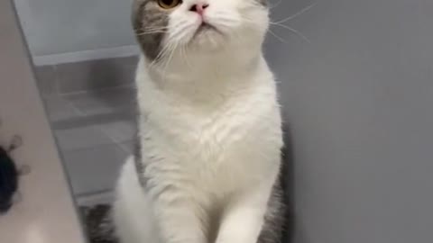 Confuse Cat