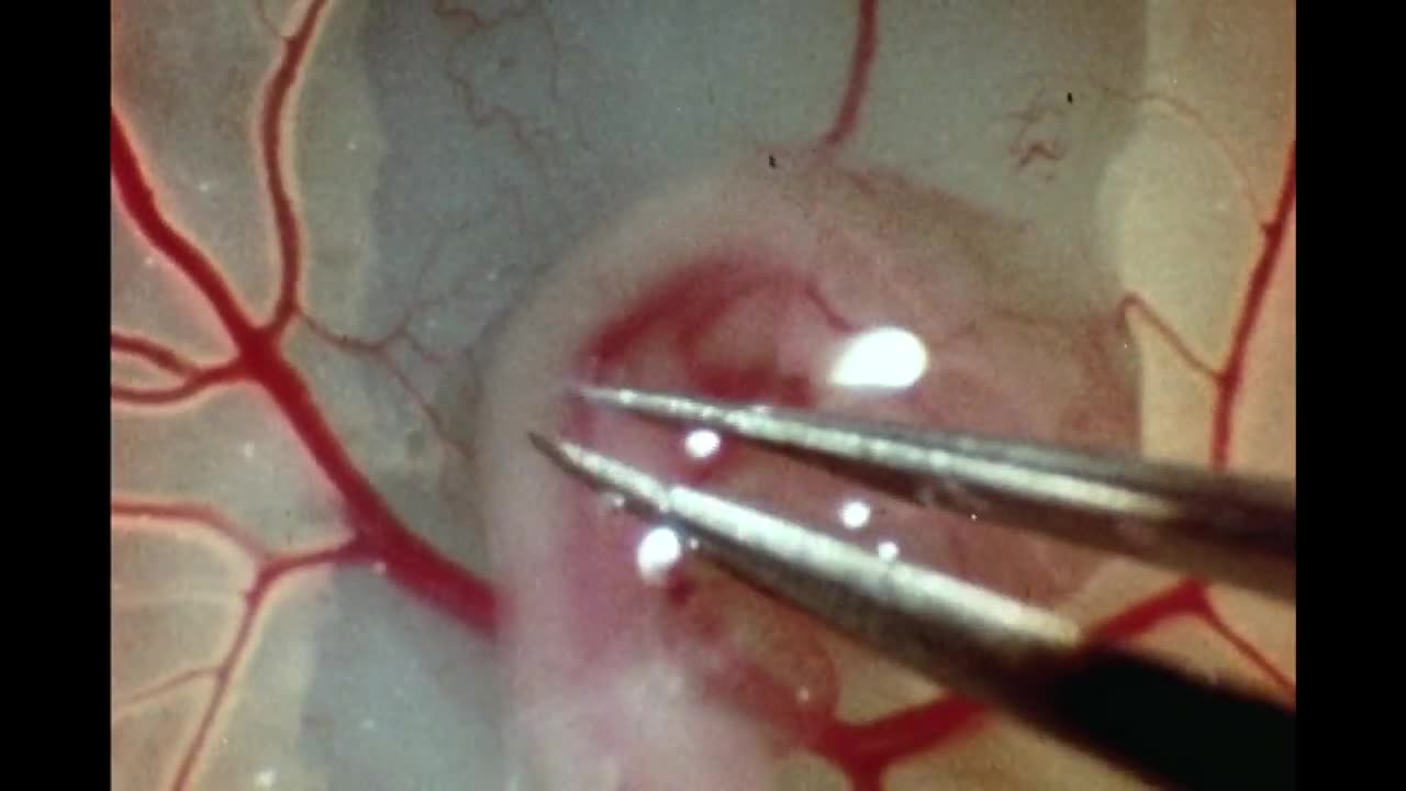 30. Experiments on the Chick Embryo_ Tools and Techniques