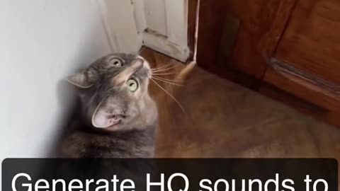 Sounds that attract cats - Meow to make cats come to you