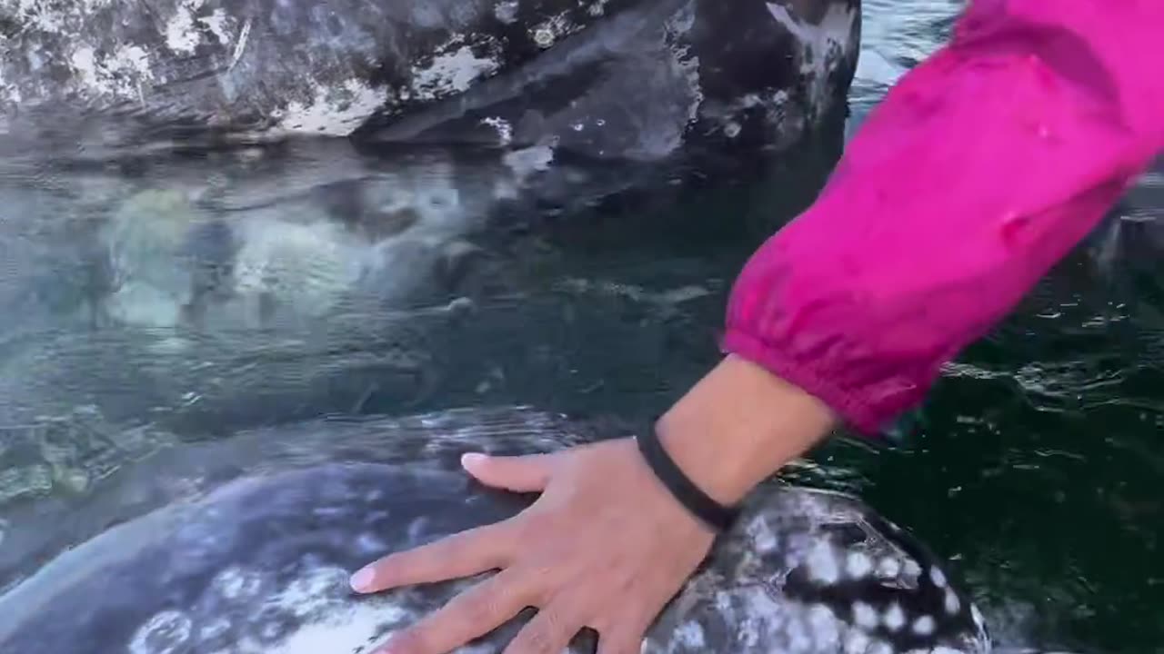 blue whale 🐋