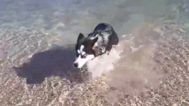 Husky swimming