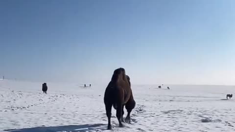 Свободно гуляют по Чуйской степ