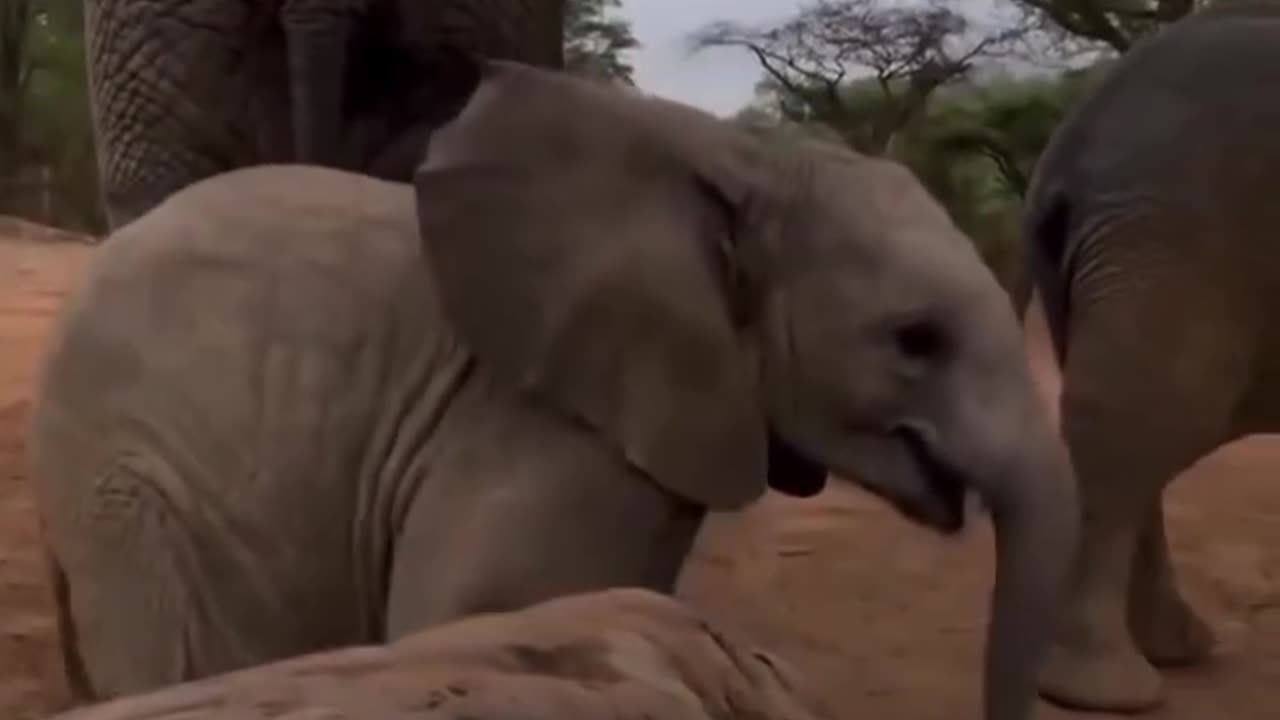 Little Elephant